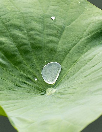 Stolit StoColor Lotusan paint hydrophobic self-cleaning technology demonstrated with close up of lotus leaf water-repellent properties